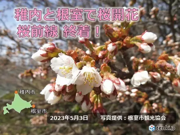「北海道　稚内と根室で桜開花　桜前線終着!」の画像