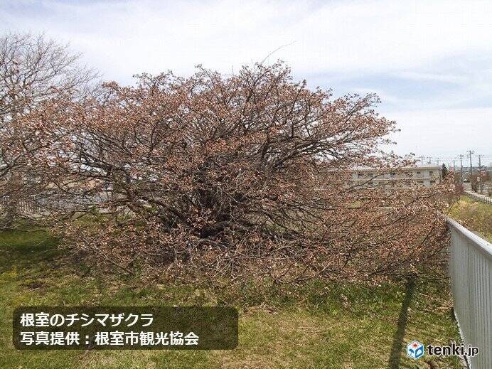 北海道　稚内と根室で桜開花　桜前線終着!