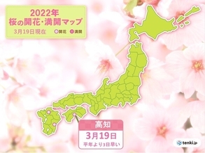 高知で桜が開花　平年より3日早く　昨年より4日遅い