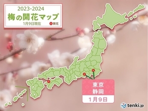 東京と静岡で梅が開花　平年より東京は13日早く、静岡は8日早い開花