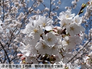 東海　各地で桜見頃　お花見日和が続く　平年を大きく上回る暖かさ続くも　寒暖差注意