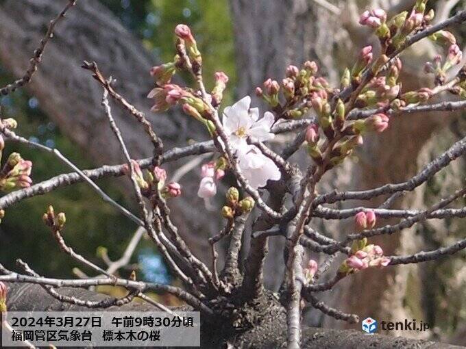 今日27日　ようやく桜の蕾がほころぶ暖かさ　土日はまるで初夏　一気に桜咲き進む