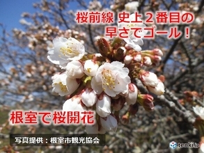 桜前線ゴール!　北海道根室で桜開花