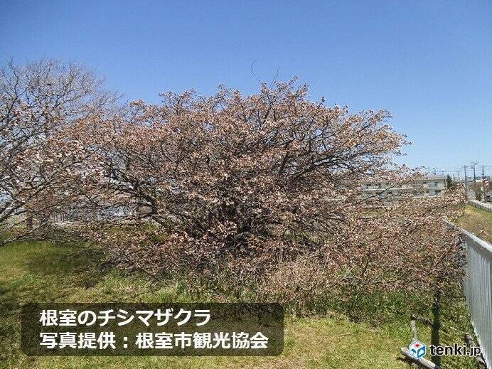 桜前線ゴール!　北海道根室で桜開花