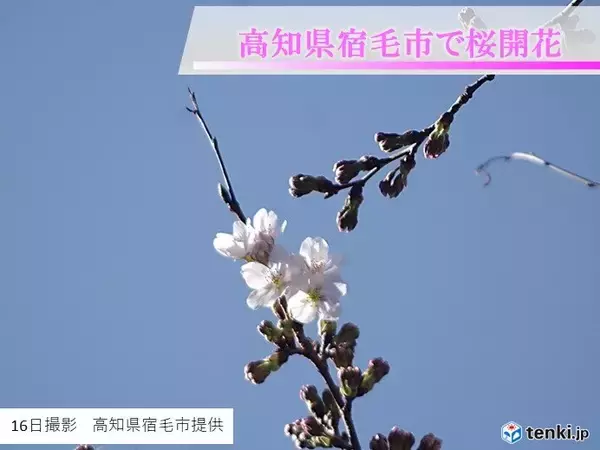 16日に高知県宿毛市で桜が開花しました