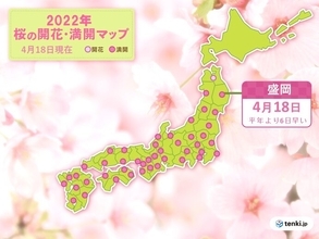 盛岡でソメイヨシノ満開　桜前線は順調に北上中　津軽海峡を渡るのはいつ?