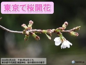 東京で桜開花　昨年より15日遅く　平年より5日遅い