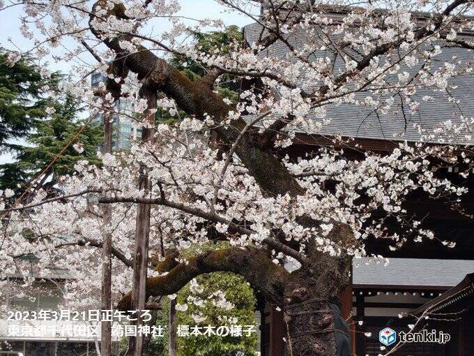 きょう21日は長崎で桜開花　東京の満開発表も秒読みか