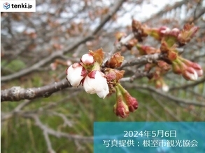 北海道　根室で日本一遅咲きの桜開花