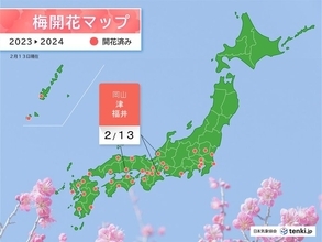 4月並みの陽気の中　岡山・津・福井で梅が開花　明日14日も季節先取りの暖かさ続く