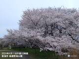 「北陸　2週間天気　新潟で桜満開　15日頃までお花見日和　暑さに注意」の画像1
