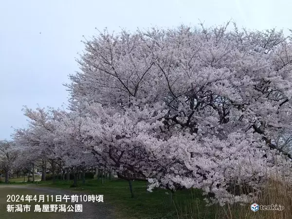 「北陸　2週間天気　新潟で桜満開　15日頃までお花見日和　暑さに注意」の画像