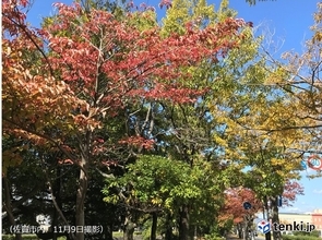 九州　朝晩の冷え込み強まる　紅葉の色づきが進む