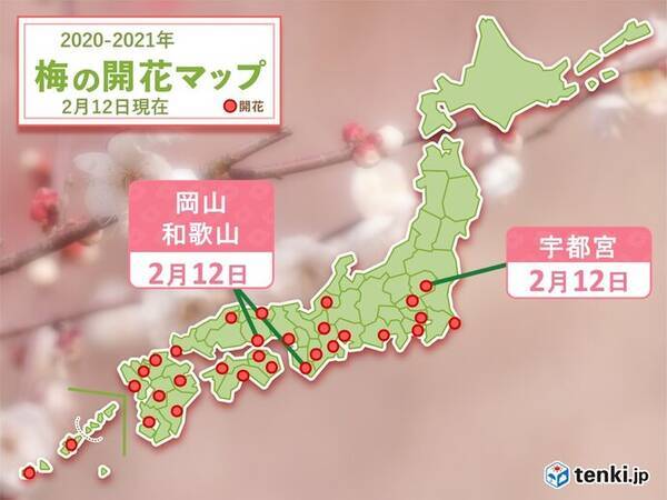 福岡市や松山市は4月上旬並みの気温 続々とウメ開花 21年2月12日 エキサイトニュース