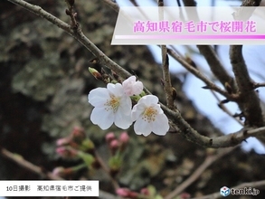 10日に高知県宿毛市で桜が開花しました