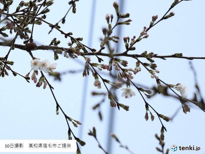 10日に高知県宿毛市で桜が開花しました