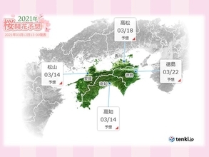 愛媛県宇和島市で桜開花　松山市や高知市もまもなく開花の予想