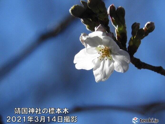 20℃前後が数日続く所も　続々と桜開花へ　週末は雨　大荒れの恐れ