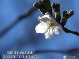 「20℃前後が数日続く所も　続々と桜開花へ　週末は雨　大荒れの恐れ」の画像6