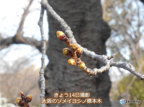 関西 今週はいよいよ桜開花の所も 21年3月14日 エキサイトニュース