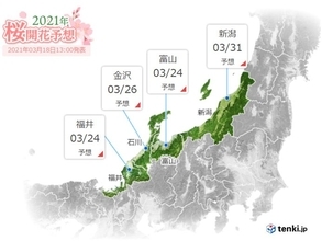 北陸　桜前線 記録的な速さで北上中　来週中ごろから開花ラッシュか