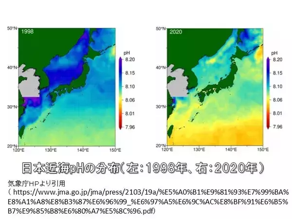日本近海で海洋酸性化が進行　海洋の生態系に大きな影響を与える懸念