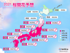 2021年桜開花予想　桜前線は24日に札幌へ　満開の桜は　今週末に花吹雪の所も