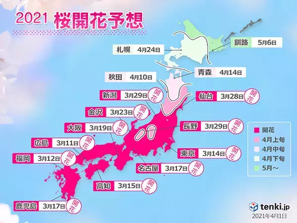 「2021年桜開花予想　桜前線は24日に札幌へ　満開の桜は　今週末に花吹雪の所も」の画像