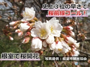 桜前線ゴール!　北海道根室で桜開花