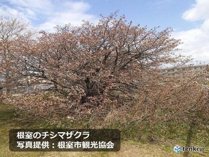 桜前線ゴール!　北海道根室で桜開花