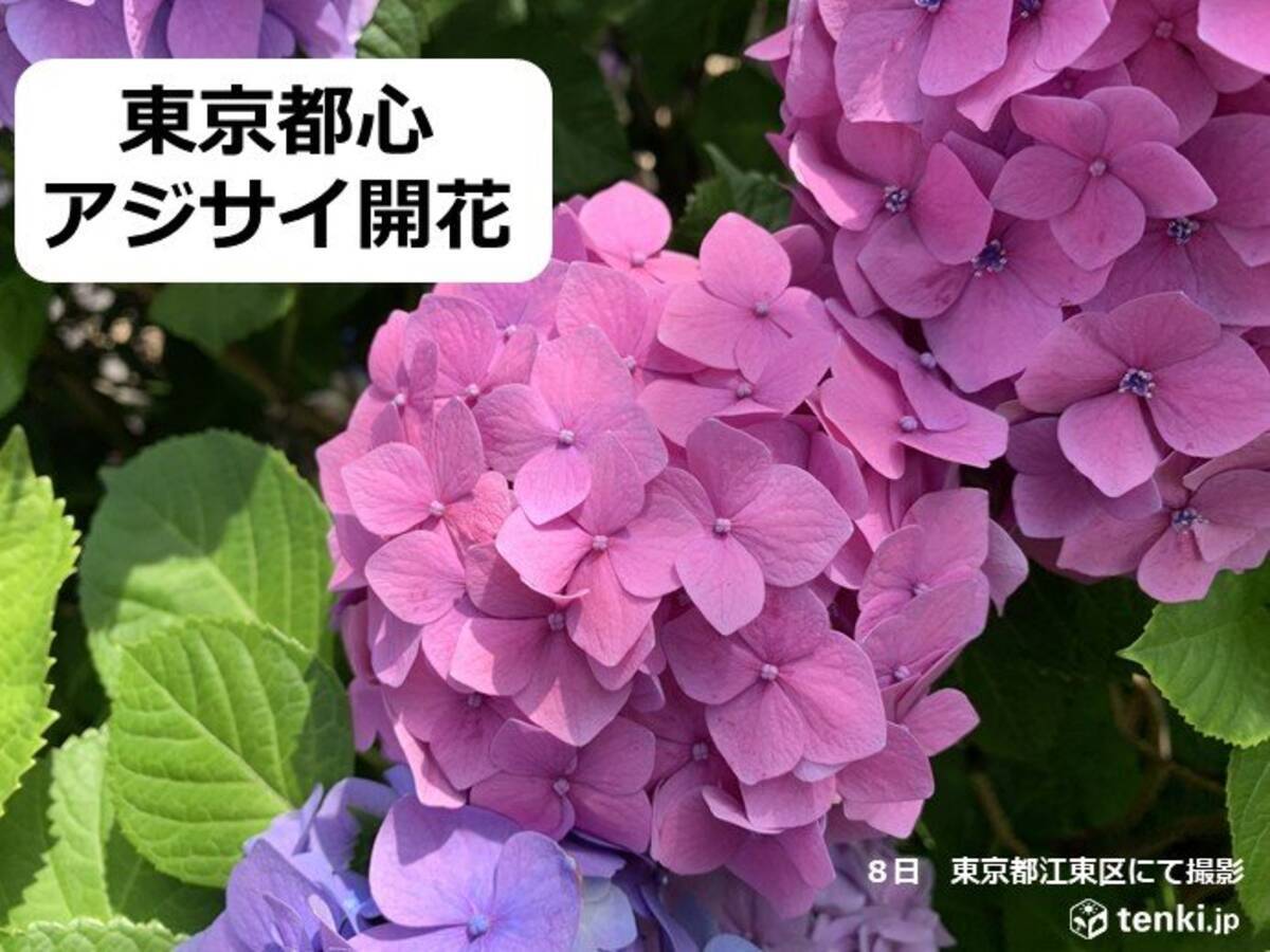東京都心でアジサイの開花 水戸や松江でも 21年6月8日 エキサイトニュース