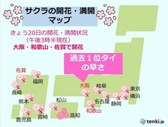 大阪で桜開花　過去1位タイの早さ