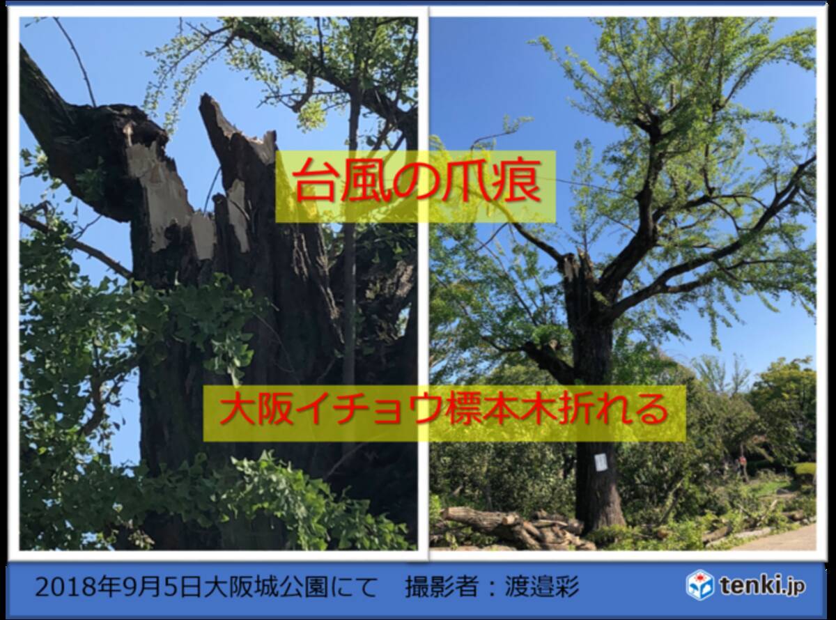 大阪イチョウ標本木折れる 18年9月5日 エキサイトニュース