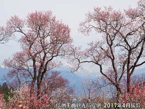 日本一のあんずの里　あすにも開花か