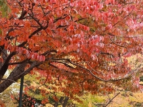 北海道　秋深し　季節の歩みはゆっくりと