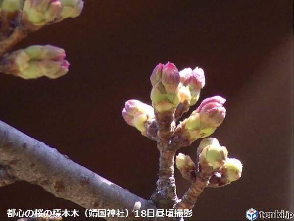 都心の桜 つぼみ先端のピンクが目立つように 19年3月18日 エキサイトニュース