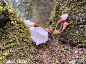 愛媛県宇和島市で桜が開花しました