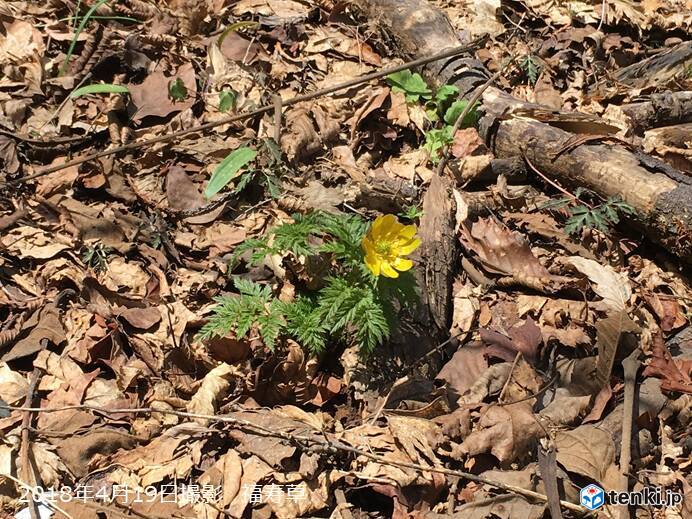 東海 花の山 藤原岳に登る 18年4月21日 エキサイトニュース 東海 花の山 藤原岳に登る 18年4月21日 エキサイトニュース