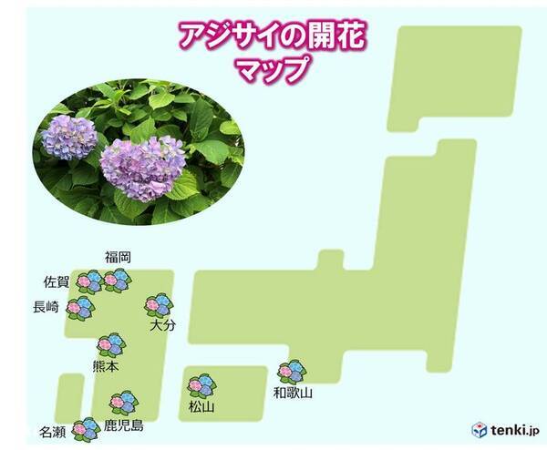アジサイの季節に 西日本で 真の花 開花 19年6月5日 エキサイトニュース