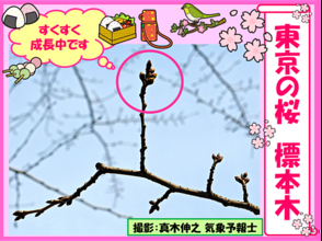 東京　桜の標本木　つぼみ膨らむ