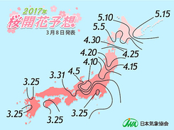 桜の開花あと2週間　日本気象協会発表