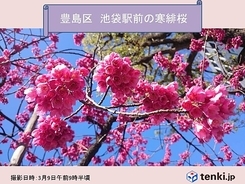 都心で寒緋桜咲く　関東週末の気温は?