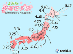 来週スタート桜前線　日本気象協会発表