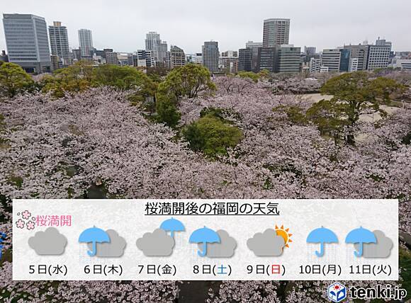 福岡 桜の満開後は雨続き 17年4月11日 エキサイトニュース