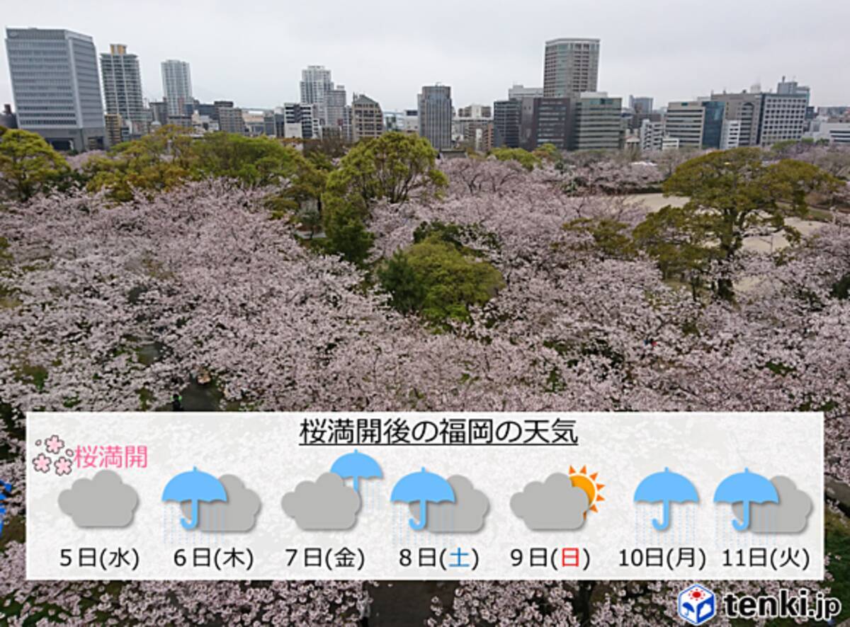 福岡 桜の満開後は雨続き 17年4月11日 エキサイトニュース