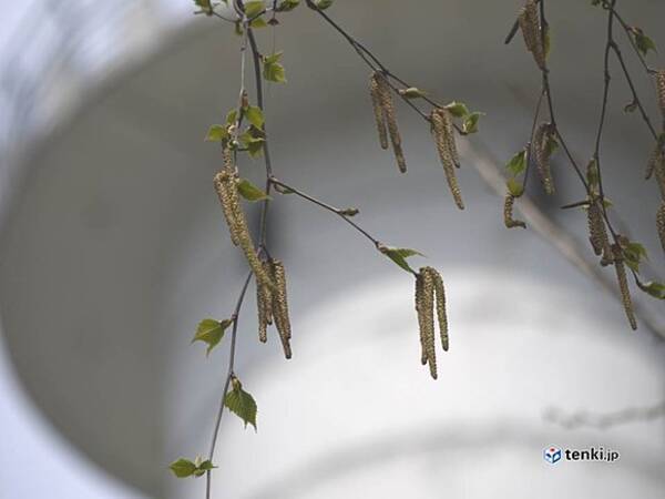 北海道 シラカバ花粉 今週のピーク 17年5月9日 エキサイトニュース