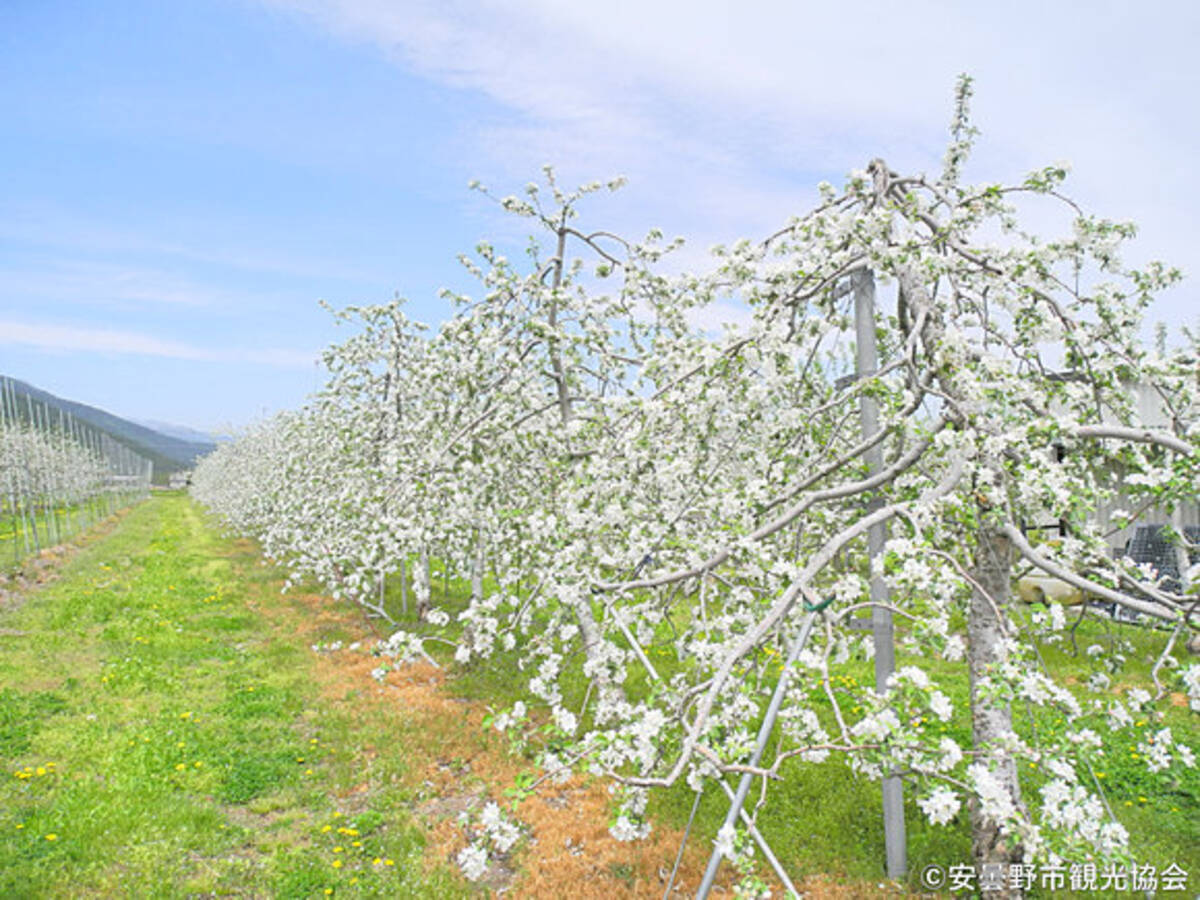 安曇野 まち全体が花畑 甘い香りも 17年5月9日 エキサイトニュース