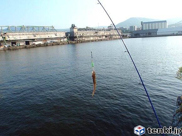 北海道 夏の堤防 小物釣り 17年7月24日 エキサイトニュース