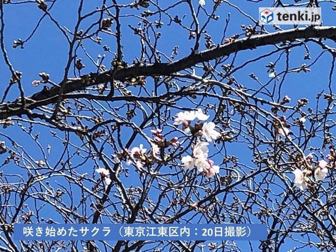 21日 桜咲き進む陽気 北海道から東北は荒れる 年3月21日 エキサイトニュース