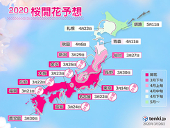 桜の開花・満開予想　記録的早さも　日本気象協会発表